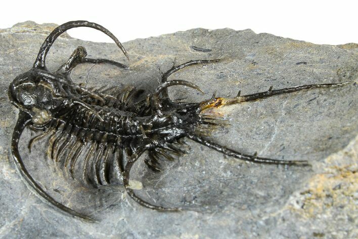 Spiny Ceratarges Trilobite With Gerastos - Zireg, Morocco #363016